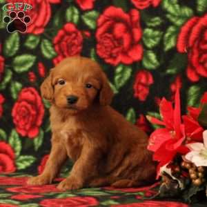 Cole, Mini Goldendoodle Puppy